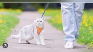 нужно ли выгуливать кошку на шлейке или ошейнике? Виды шлеек.