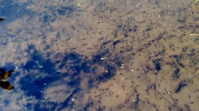 Tadpole larva @ Nogawa RIver Park смотреть онлайн