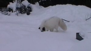 Домашняя лиса