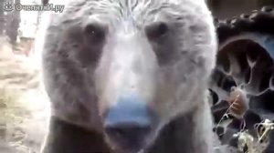 Медведь вышел к вахтовикам