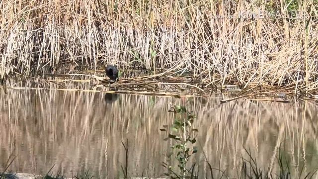 VLOG: «МАКДОНАЛДС» В КАРАНТИН/ НА ЕДИНЕ С ПРИРОДОЙ: ОНДАТРА, ПАВЛИН/ ВПЕРВЫЕ СПРОСИЛИ ПРО РЕКЛАМУ смотреть онлайн
