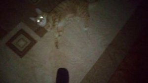 Дикий кот в доме!
