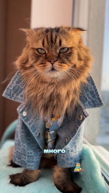 Ты досыта наелся?😹