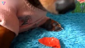 ▽ Самые удивительные овощи