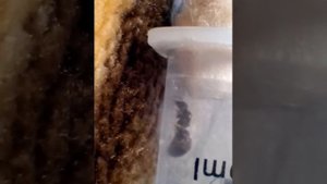 Матка муравьев