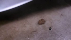 Poop in a public shower/restroom