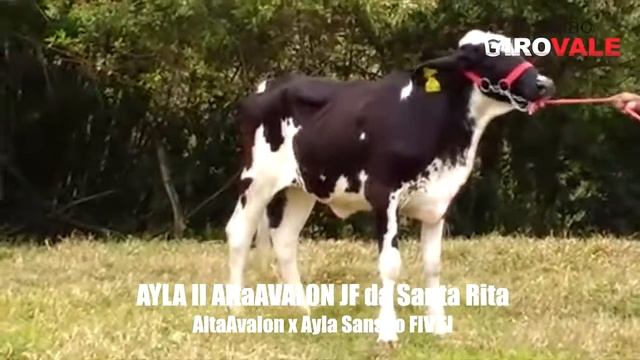 LOTE 34 - AYLA AVALON JF DA SANTA RITA смотреть онлайн