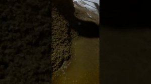 Пивная дробина