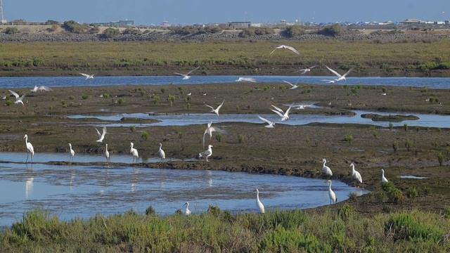 Elegant terns and Snowy egrets fish at a tidal basin during low tide смотреть онлайн