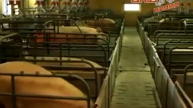 Одна больная хрюшка и нет целого подворья смотреть онлайн