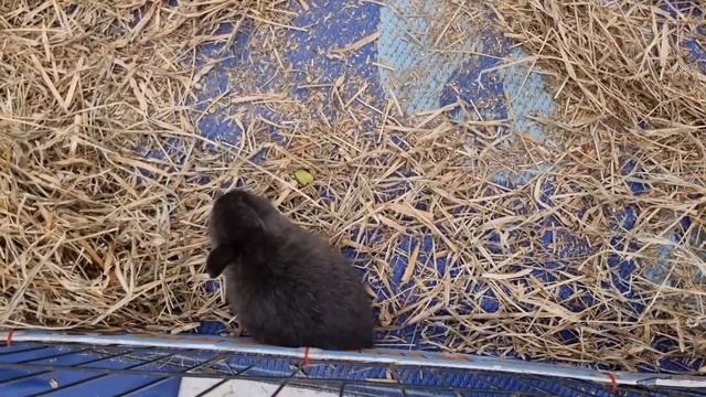 Kakaibang Mall may mini farm @blancapinayaussie смотреть онлайн