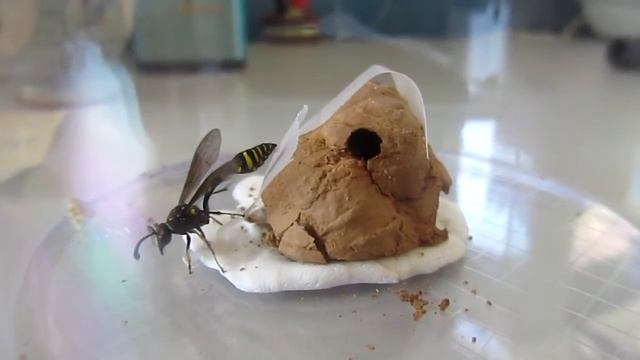 虎斑泥壺蜂破巢而出