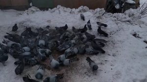 Николаевские  голуби