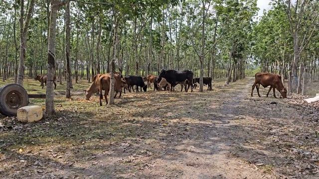 So smart cute! Monkey Su hide from mom find call Ku & Mi home eat cake! смотреть онлайн