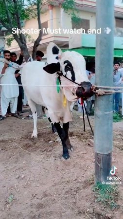 Dangerous Cow unloading | Angry Bull | Angry Cow 2023 | Qurbani Show | Athra Dand | Dangerous Bull