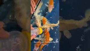 Как кормят маленьких японских карпов Кои?