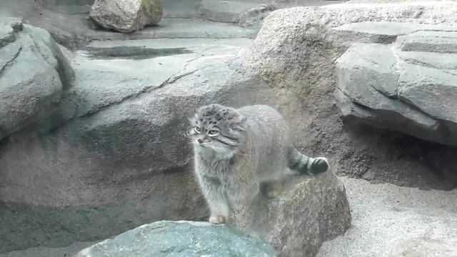 うろうろレフくん manul (Pallas cat） Манул смотреть онлайн