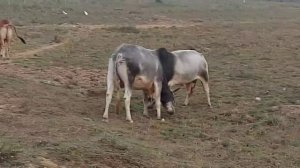 BULL FIGHT( бой быков)