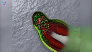 ▽ Удивительное существо аксолотль