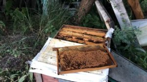 СПАСАЕМ СЕМЬЮ, ДОБАВЛЯЕМ ПЕЧАТНЫЙ РАСПЛОД🐝🐝🐝