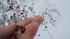 Ново-Горловка. Воробьёвский лес 2021г.