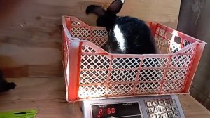 кролики Полтавское серебро возраст 2 месяца взвешивание