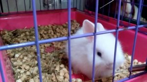 Декоративный кролик