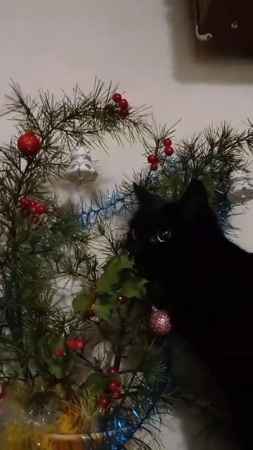 Кошка жрёт новогоднюю ёлку. #кошка #елка #shorts #новогодняя смотреть онлайн