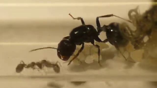 Messor barbarus - Gründungskolonie im Reagenzglas смотреть онлайн