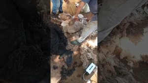 Куй жунини олиш жараёни(1)