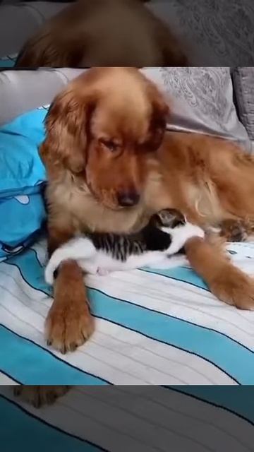 - Вот и я! Твоё счастье! смотреть онлайн