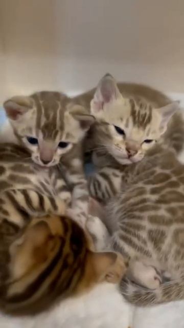 Leopard 🐆 Print Kitten смотреть онлайн