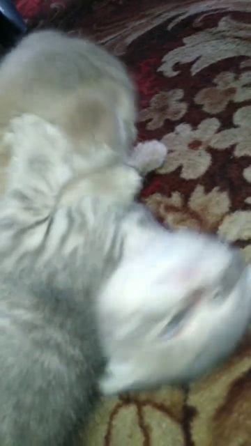 ПРИКОЛ. БУДЕМ БОРОТЬСЯ ЗА ПОДРУЖКУ #юмор #кошки смотреть онлайн