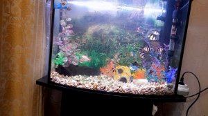 Барбусы мутанты Велк, Фелк, Мелк и Макел.