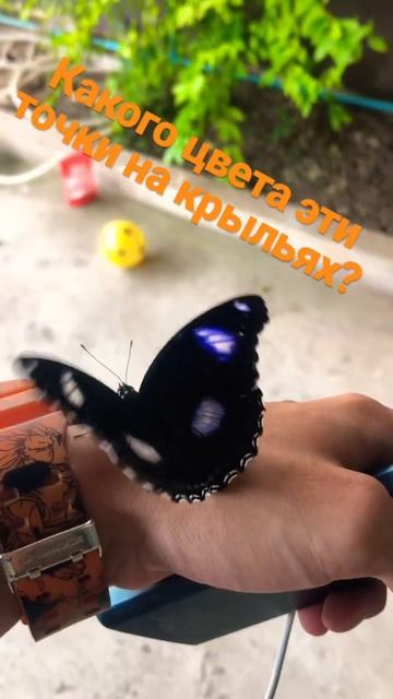 Прилетела экзотическая бабочка 🦋 #тайланд #бабочка #batterfly