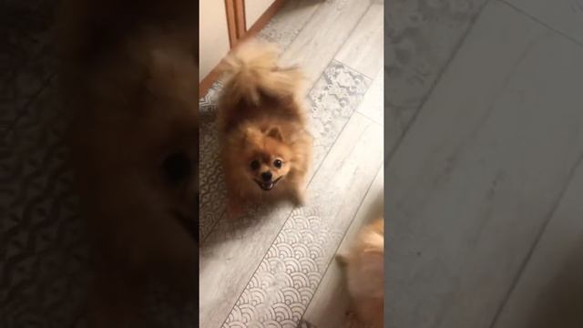 Дрессированные шпицы😻 смотреть онлайн