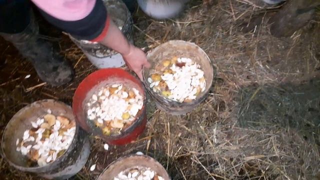 як і чим ми годуємо кози смотреть онлайн