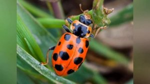 виды божьих коровок