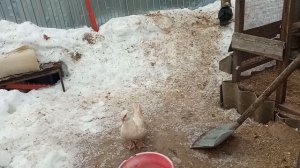 Древесная утка из Америки.