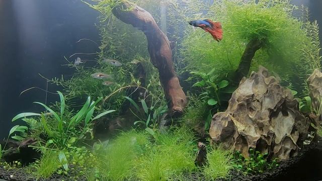 Tropical Freshwater Aquascape Screensaver Video смотреть онлайн