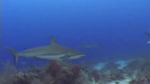 Roatan Shark Dive