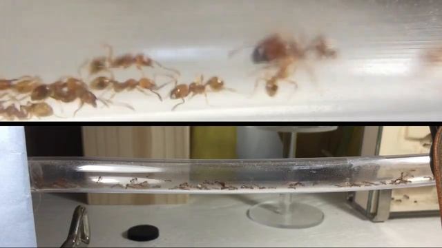 ありさんの記録＃30（引っ越し） смотреть онлайн