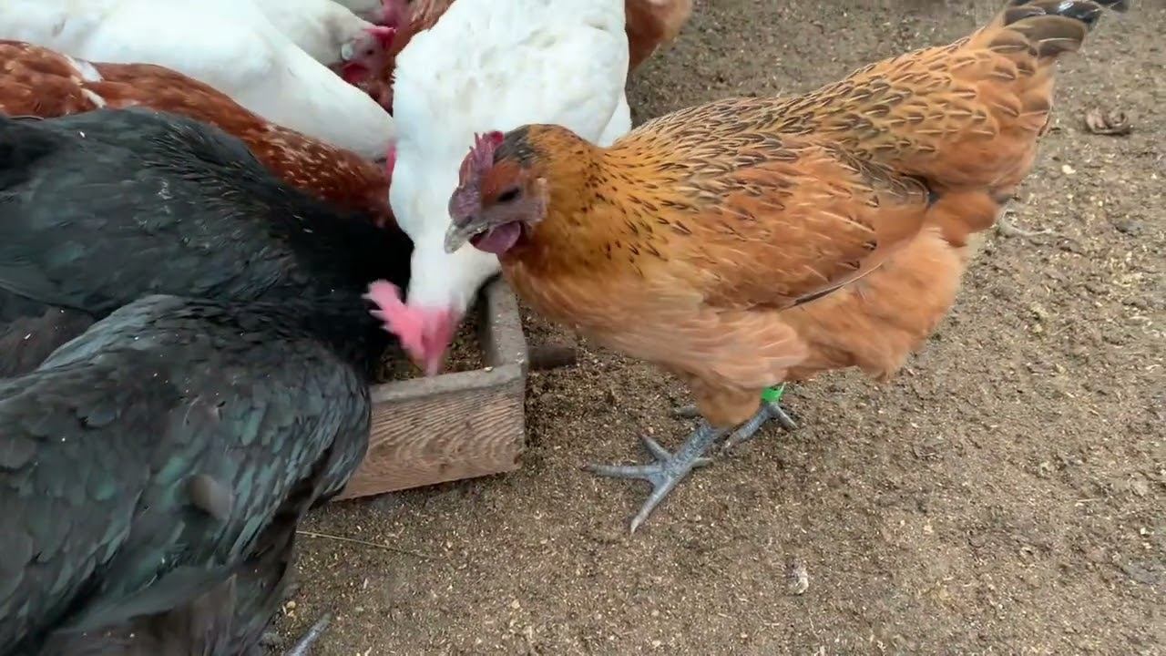 Кормление кур// КАЛЬЦИЙ БОРГЛЮКОНАТ КУРАМ// сколько яиц// У МЕНЯ ОПЛОД