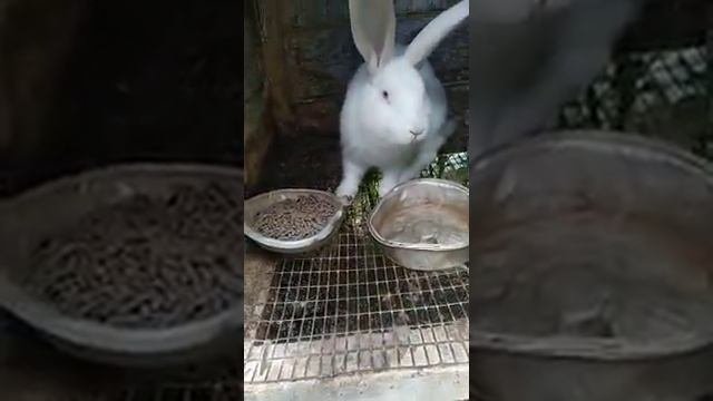 кролик