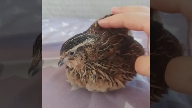 Моя малышка Лоли смотреть онлайн