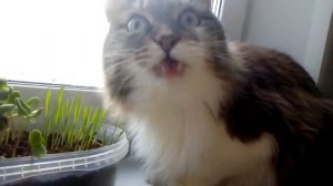 витамины для кота