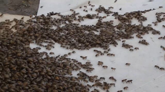 Рой пчёл идёт на новое место жительства. смотреть онлайн