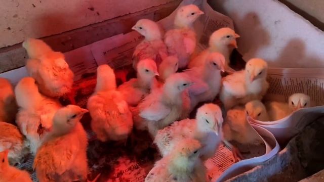 Бройлер балапандарыма 7 күн. Кобб500 Испания смотреть онлайн