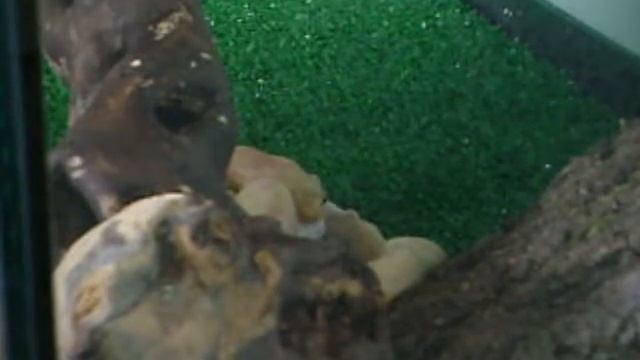 ELAPHE GUTTATA SNOW VS TOPO смотреть онлайн