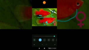 Пецилии самка и самець